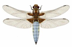Dragonfly Libellula Depressa