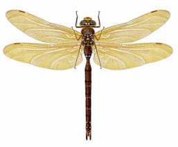 Dragonfly, Aeshna grandis