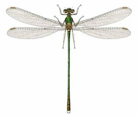 Damselfly, Lestes viridis