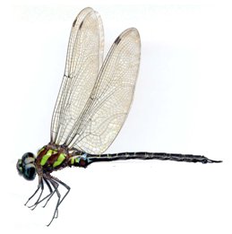 Dragonfly, Rhionaeschna cornigera