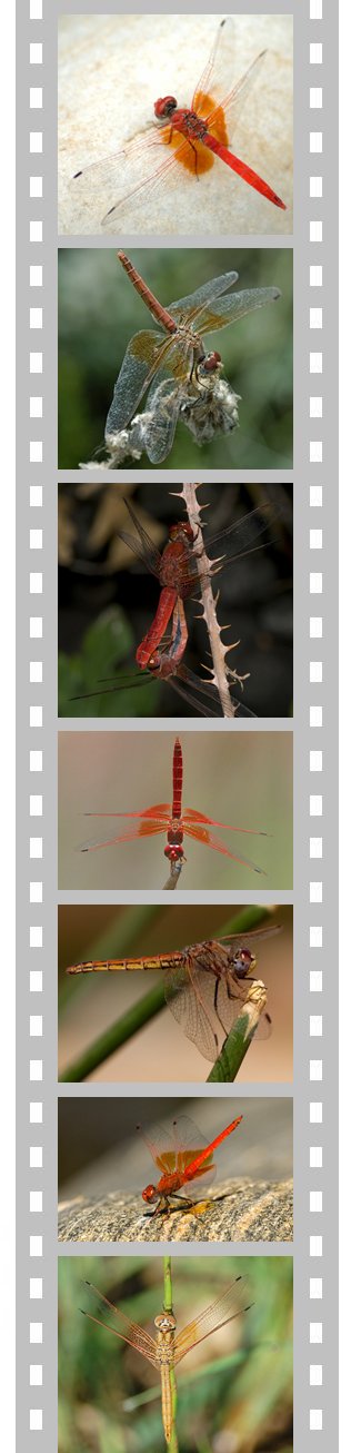 Dragonfly, Trithemis kirbyi