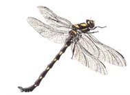 Dragonfly, Uropetala carovei